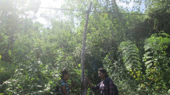 dokumen tiang lisrik PLN dari batang pohon kayu lamatoro