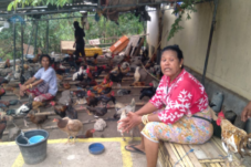 Ayam per-ekor berfareasi pasar Lokal PADA bersama Mama Maria