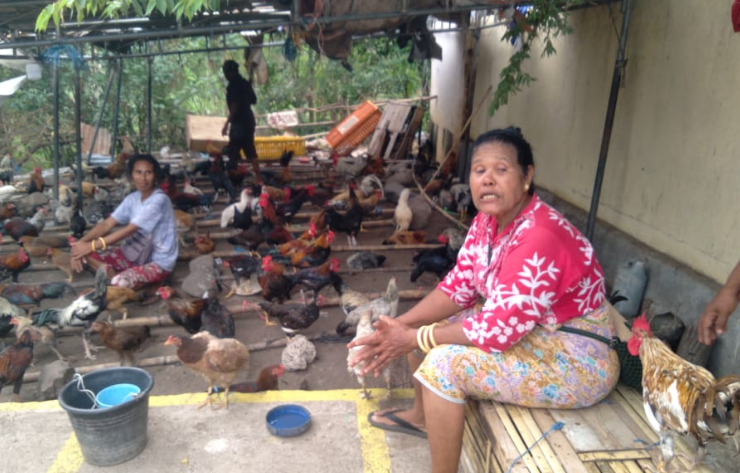 Ayam per-ekor berfareasi pasar Lokal PADA bersama Mama Maria