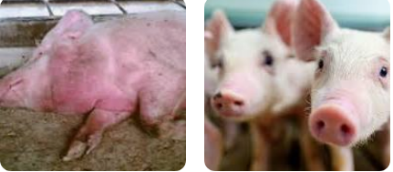 babi Afrika atau African Swine Fever (ASF).